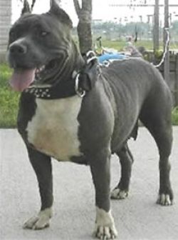 Brandy