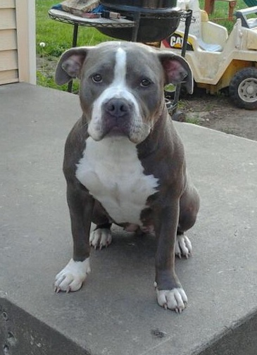 Roo