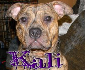 Kaligula
