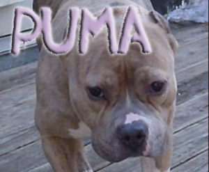 puma