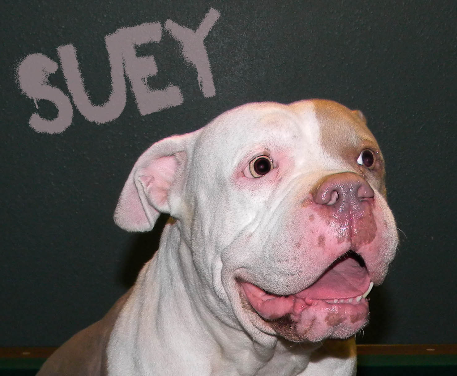 Suey