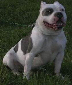 Cochino